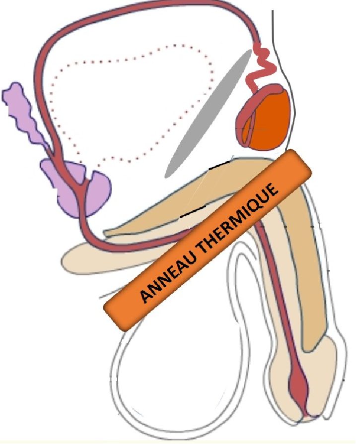 Schéma en coupe dessin contraception masculine thermique androswitch posé sur un pénis avec les testicules remontées à l'intérieur
